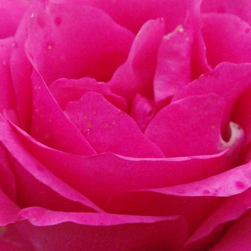Rosa Tom Tom™ - trandafir cu parfum discret - Trandafir copac cu trunchi înalt - cu flori în buchet - roz - E.J. Lindquist - coroană tufiș - Este un trandafir de strat bun, de culoare roz intens, cu flori grupate decorative. În diferite stări înfloreşte c
